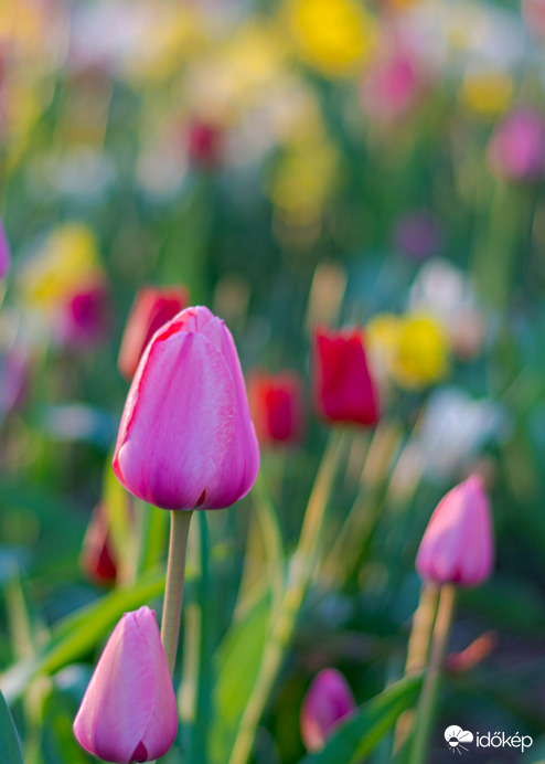Tulipán