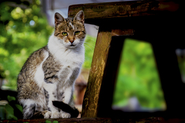 Macska Jancsi itt a macska