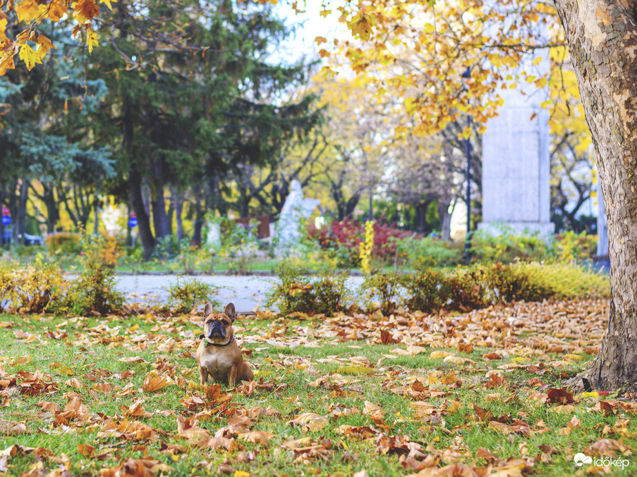 Reggeli kutyasétáltatás 