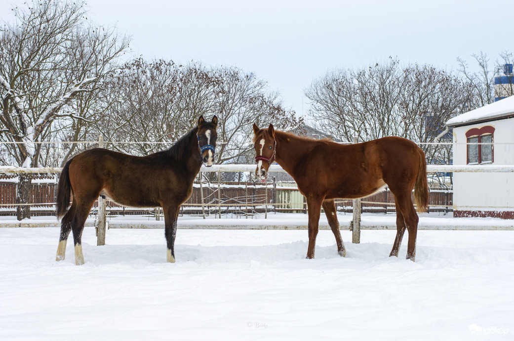 Csikók a friss hóban 