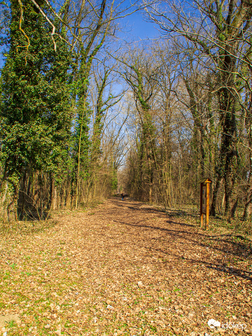 Erdő