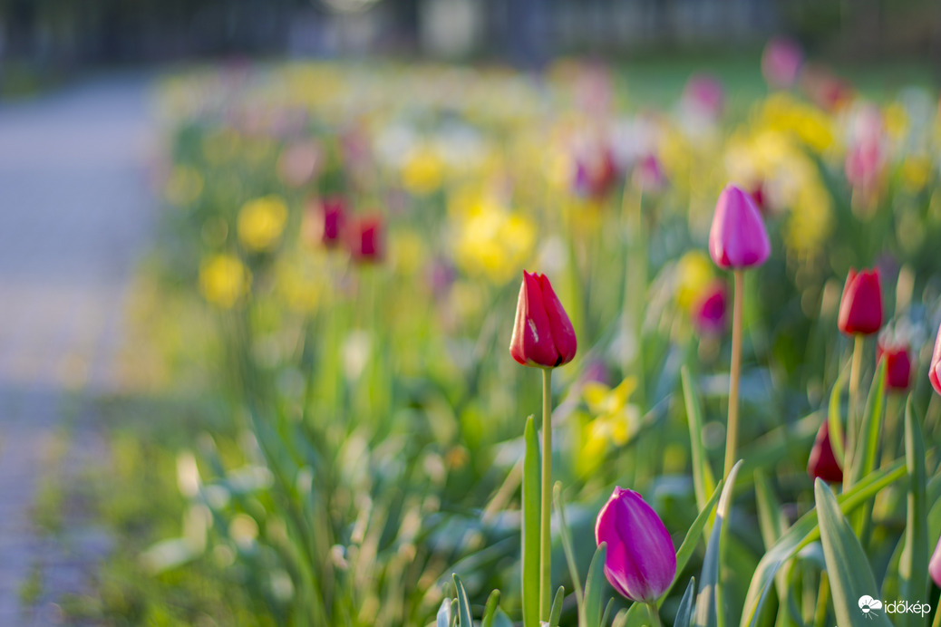 Tulipán 