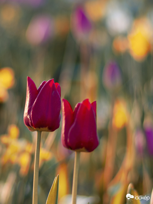Tulipán 