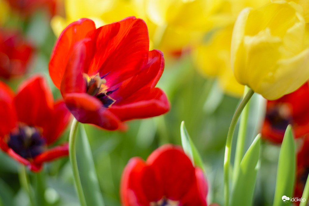 Tulipán 