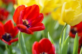 Tulipán 