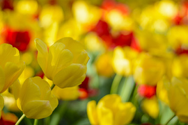 Tulipán 