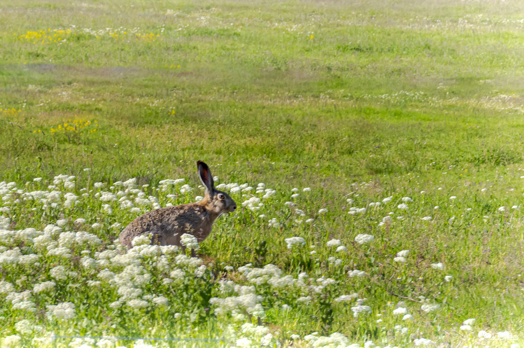 Hortobágyi Nemzeti Park