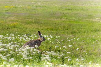 Hortobágyi Nemzeti Park
