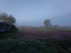 Szamosdara