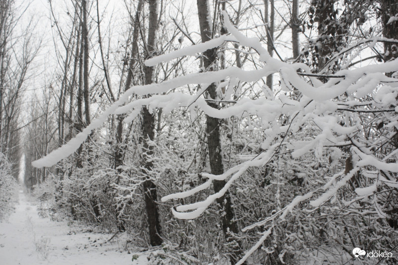 Hóval borított faágak