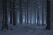 Misztikus téli erdő