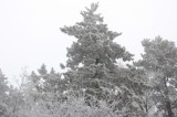 Fehérben