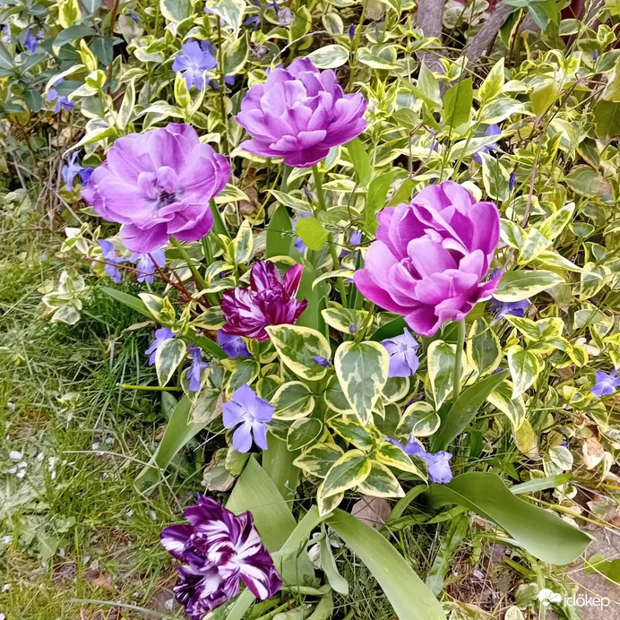 Tulipánjaim.