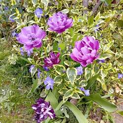 Tulipánjaim.
