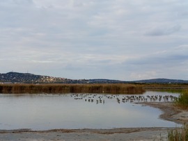 Amikor több madár van mint víz a tóban