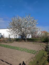 Pápa