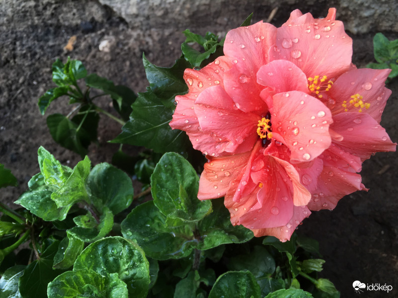 Hibiszkusz :)