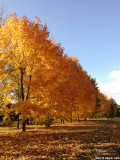 'A csodás ősz' 
