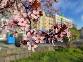 Virágzó Boráros tér 1.