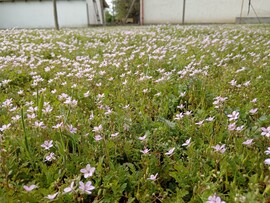 Tiszafüred
