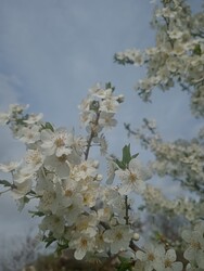 Kunmadaras
