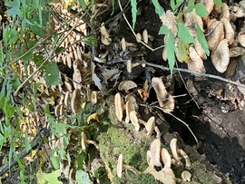 Gombaerdő