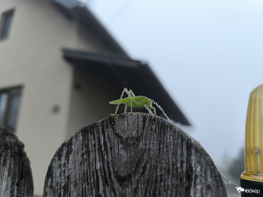 Zöld szöcske, gyöngyös cseppek