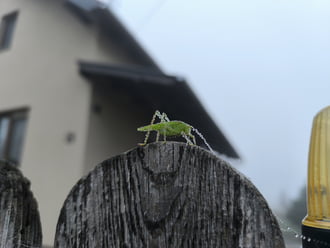 Zöld szöcske, gyöngyös cseppek