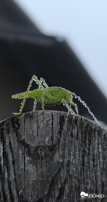 Zöld szöcske, gyöngyös cseppek
