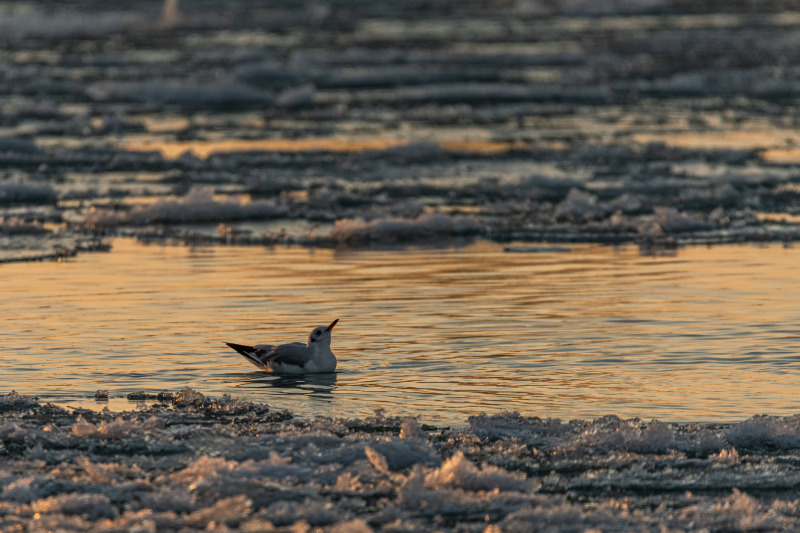 Fotó: Orbán Gábor