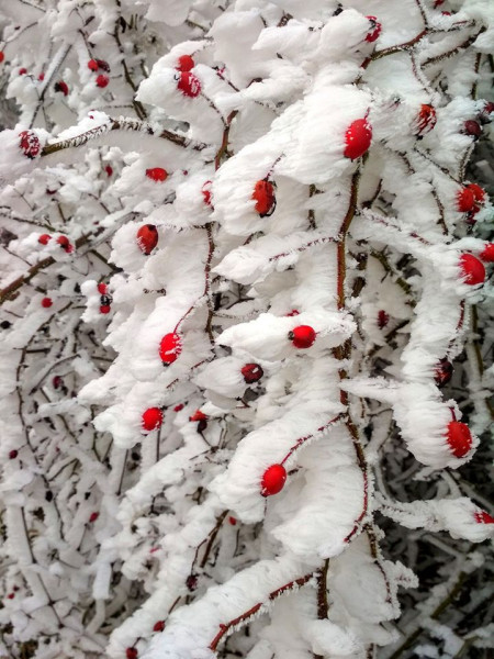 Jáhn Bálint fotója, Tolna megye