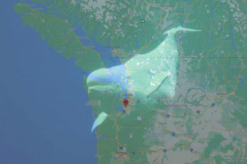 Több mint 50 év után beluga úszott Seattle-nél