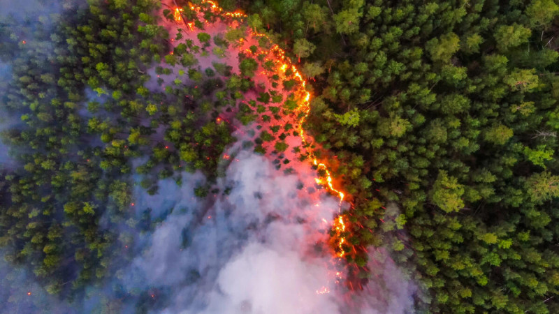 Szibériai tűz (Greenpeace Russia)