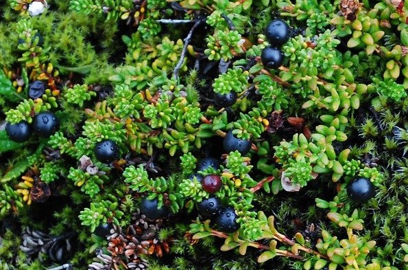 Közelebb a tundra, mint gondolnánk