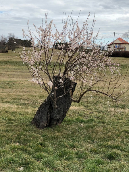 Fotó: Szöllősi Zsuzsa