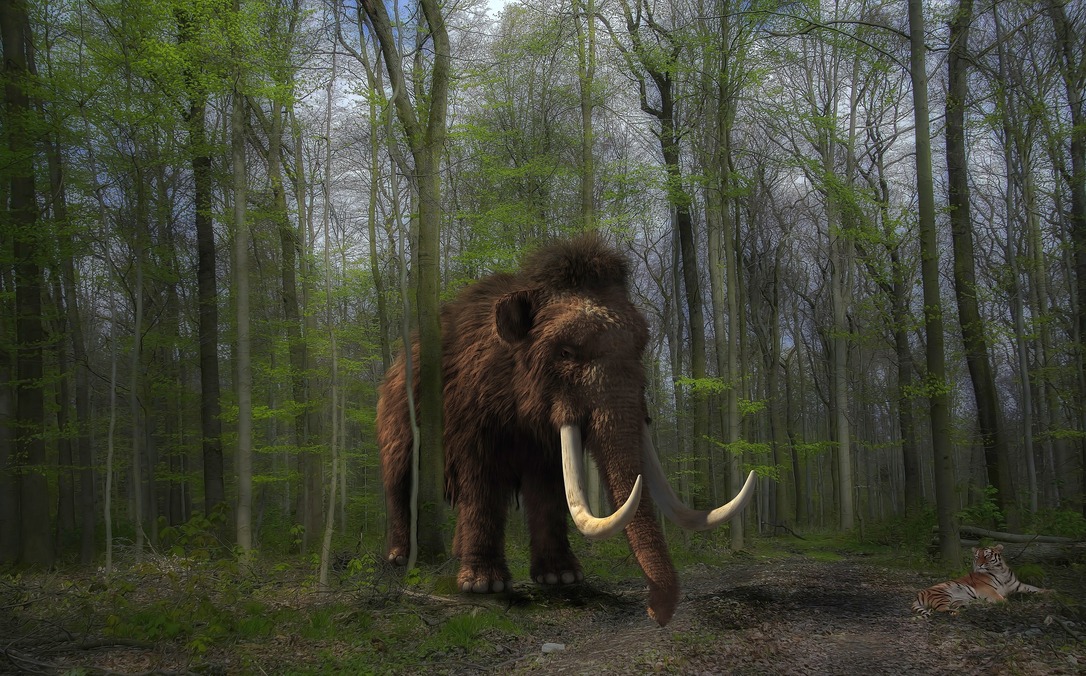 Mamut maradványokat találtak Baranya megyében - illusztráció