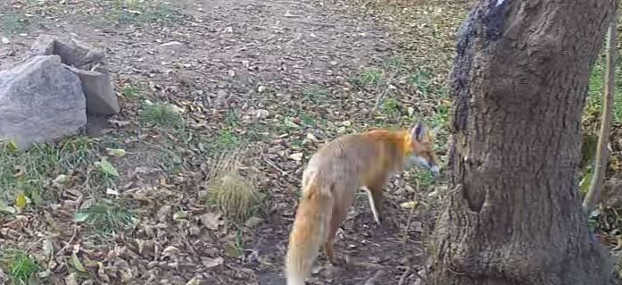 Filmdzsungel Stúdió kamerája