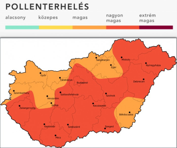 Parlagfű pollenterhelés