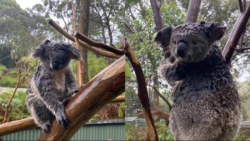 Forrás: Australian Reptile Park