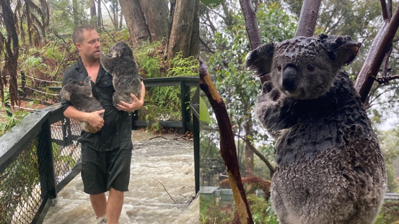 Forrás: Australian Reptile Park
