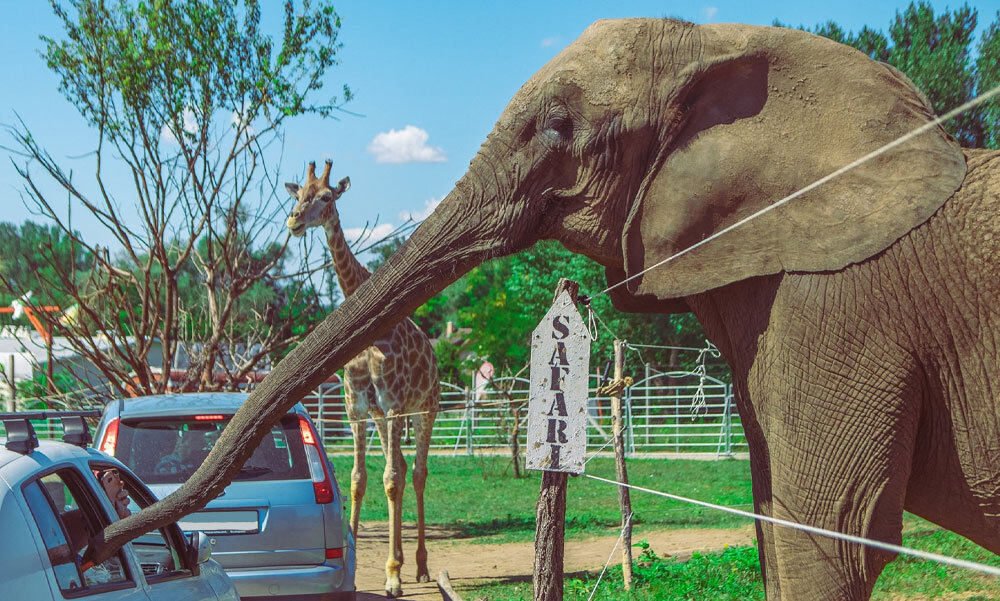 Safari Park nyílik Nagykőrösön