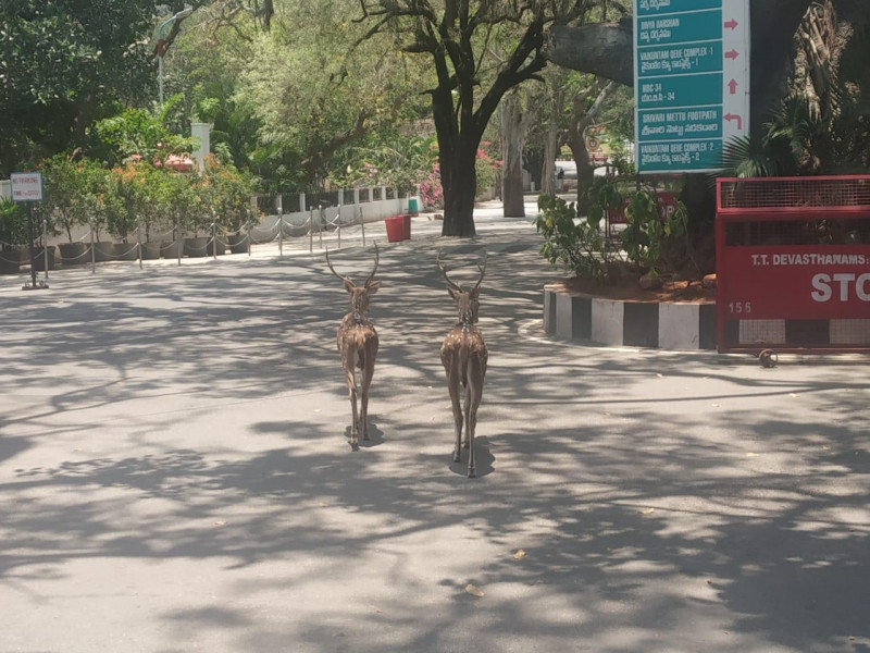 Városi vadállatok - India