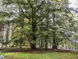 Január vége az arborétumban