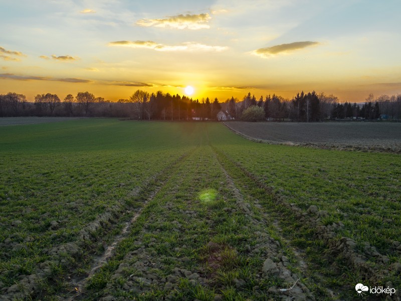 Naplemente a búzamezőn