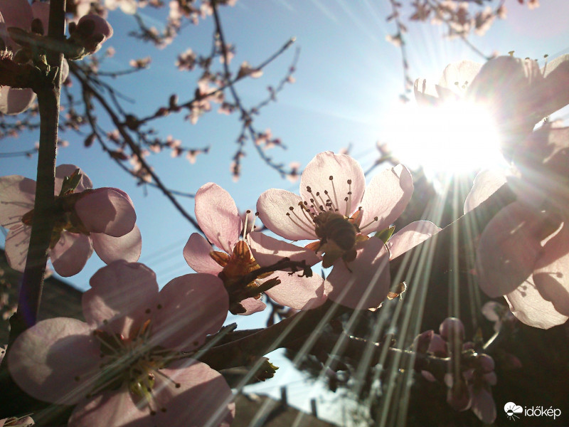 Napfény és dolgos méh