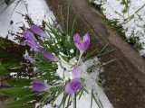 Tavaszi Tél