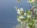 Szilvafa virágban :)