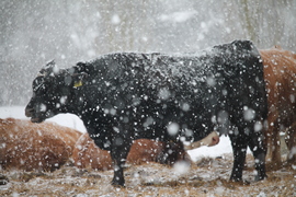 Feketén a hófehér
