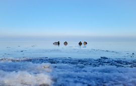 Fagyos Balaton