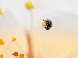 Pollenfaló